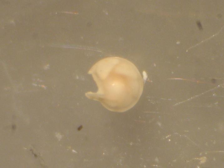 A CACCIA DI CIBO PER BALENE... 3